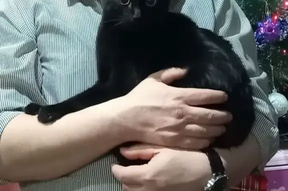 Пропала черная кошка, Советская 6, Чайковский