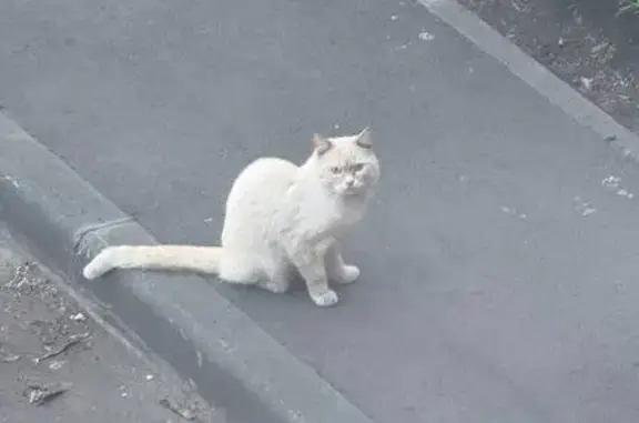 Кошка найдена: Каслинская 15, Челябинск