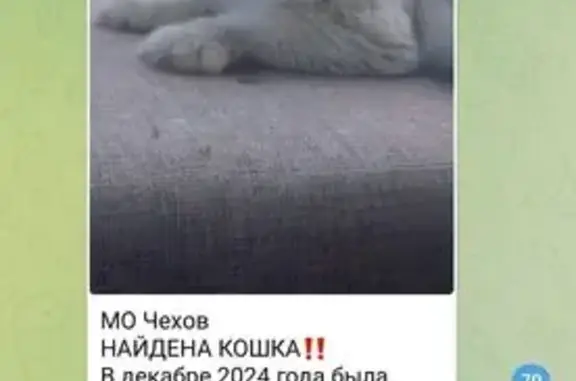 Найдена кошка: Московская ул., Чехов