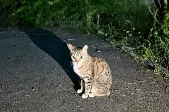Кошка найдена: Новая ул., 14, Оренбург