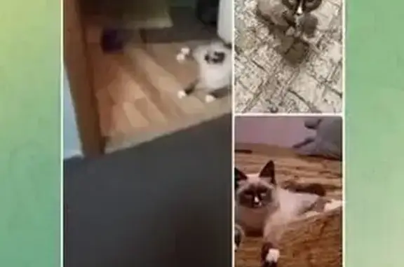 Пропал кот, ул. Труда 7А, Внуково