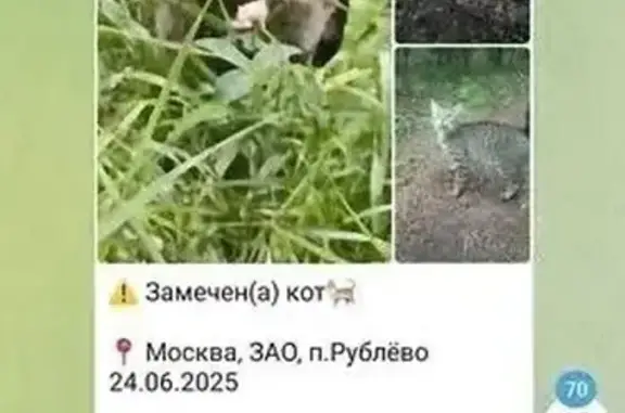 Поиск домашних животных, фото: Найдена кошка, Обводное шоссе, Рублёво