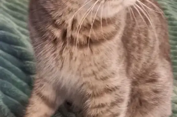 Найдена кошка, Краснодар, фото: Найдена кошка, Гаражная 54, Краснодар