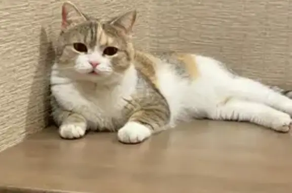 Пропала кошка, ул. 1 Мая, 9А, Прохладный