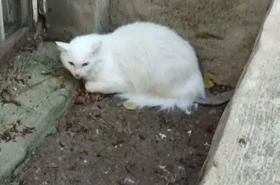 Найдена кошка, Пермь, фото: Найдена белая кошка, Героев Хасана 3А