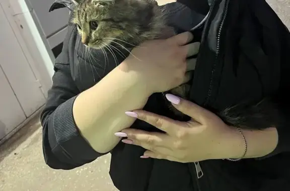 Найдена кошка, Кинель, фото: Кошка найдена, Каховская ул, 7, Кинель
