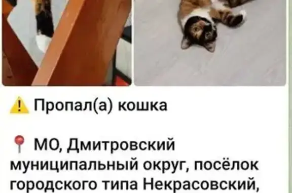 Пропала кошка, Некрасовский, 42
