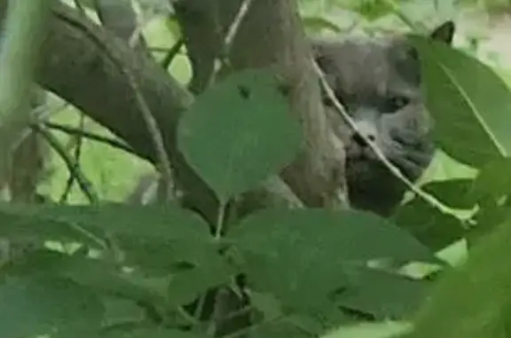 Кошка на дереве, ул. Комарова 20, Казань