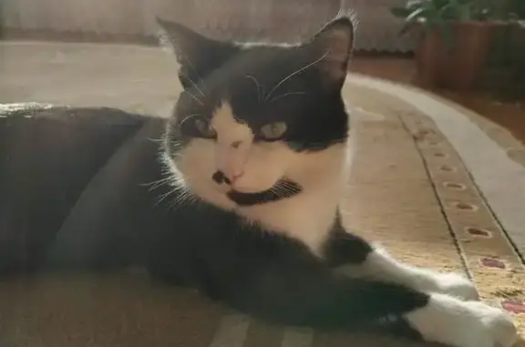 Пропала кошка, ул. Ленина, Щелкун