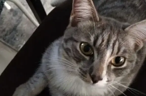 Пропала кошка, ул. Ленина, Щелкун