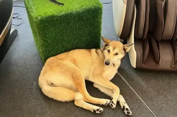 Собака найдена в Доброграде, Владимирская обл.