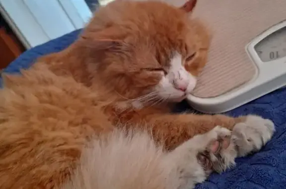 Пропала кошка, ул. Ленина, Щелкун