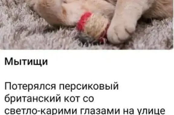 Пропала кошка, Чапаева 5, Химки