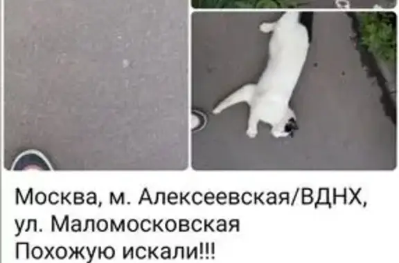 Поиск домашних животных, фото: Кошка найдена: Маломосковская 14, Москва