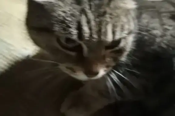 Кошка найдена, Январская ул. 37, Пермь