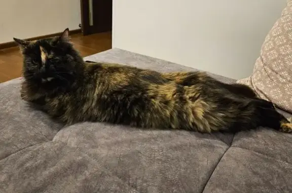 Кошки потеряшки, Большой Латовец, фото: Потеряшка кошка, 49Н-0141, 31