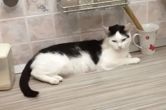 Кошки потеряшки, Новосибирск, фото: Потеряшка кошка, ул. Высоцкого 36/1, НСК