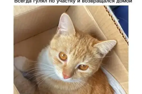 Пропала кошка, Городищенская 48/2, Брянск