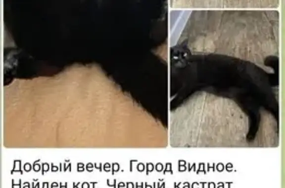 Кошка найдена: Школьная ул, 91, Видное