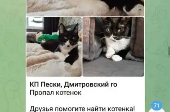 Пропала кошка, МО, черный с белым кот