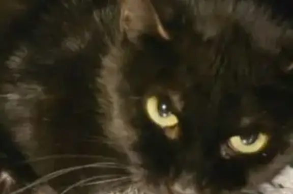 Найдена кошка, Москва, фото: Кошка найдена: Загородное шоссе, 5A с2