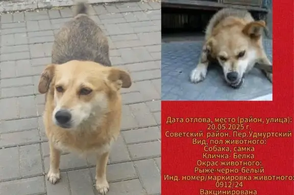 Пропала собака, мбу Северное, Волгоград