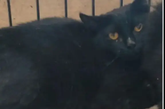 Найдена кошка, Москва, фото: Кошка найдена на Загородном шоссе, 5к4