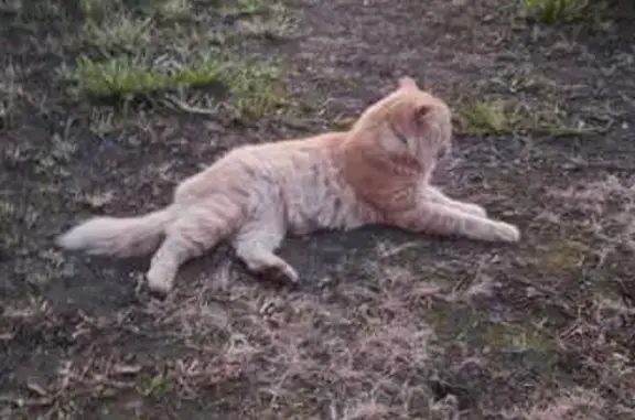 Пропала кошка, пр. Ленина 28, Якутск