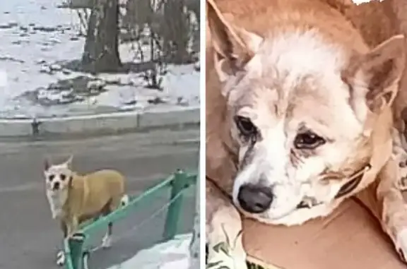 Пропала собака на ул. Димитрова, 73, Курск