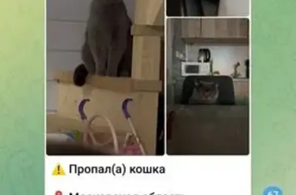 Пропала кошка, Советская 53, Молзино