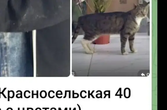 Пропал кот, Нижняя Красносельская, Москва