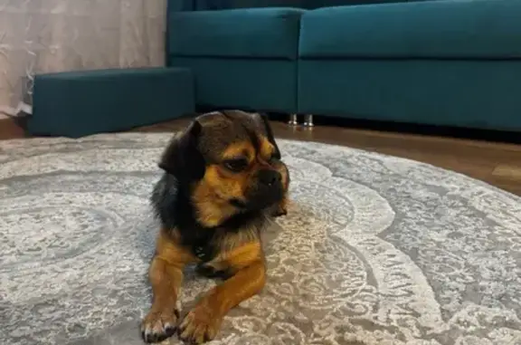 Собака найдена: ул. Ленина, 275, Н. Усмань