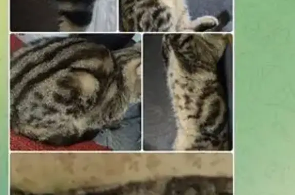 Пропала вислоухая кошка, Юбилейная 4