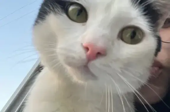 Кошки потеряшки, Байкальск, фото: Потеряшка кошка, Байкальск, 187