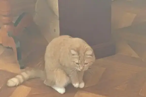 Пропала кошка, Михайловка, Башкортостан