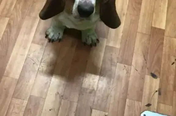 Найдена собака, Мыски, фото: Собака найдена: Советская 26, Мыски