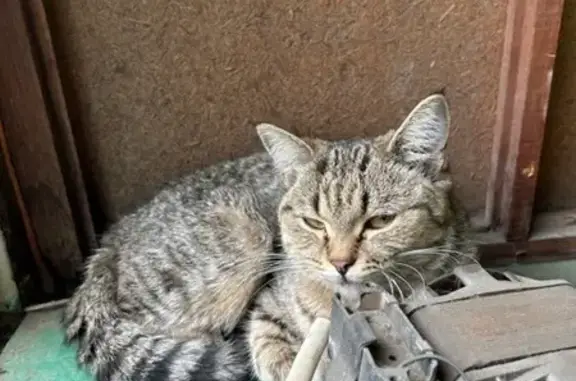 Кошка найдена: Линейная 99, Красноярск