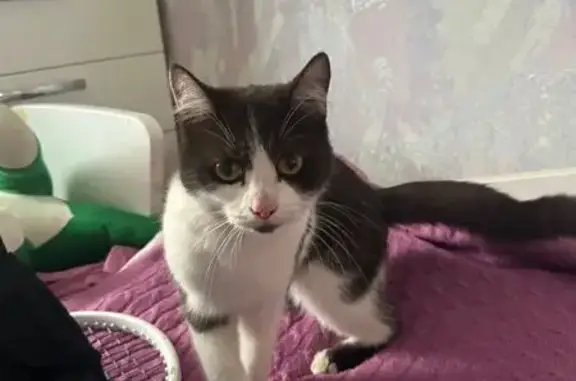 Кошка найдена на ул. Калинина, Северск