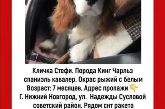 Пропала собака на ул. Сусловой, Н. Новгород