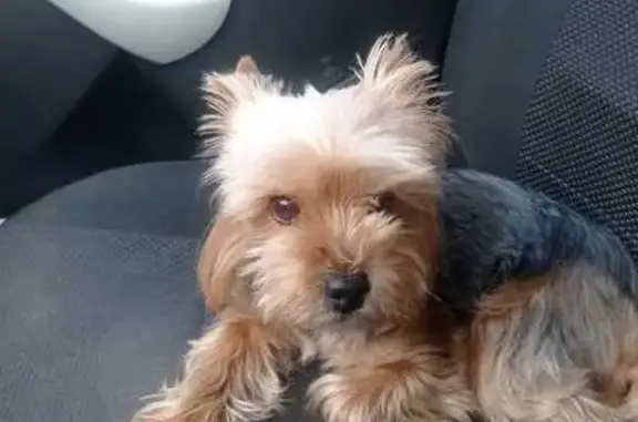 Найдена собака, , фото: Йорк найден, Дягилевская 54, Рязань