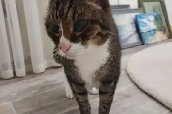 Кошка найдена у дач Рублёвки, Красноярск - photo