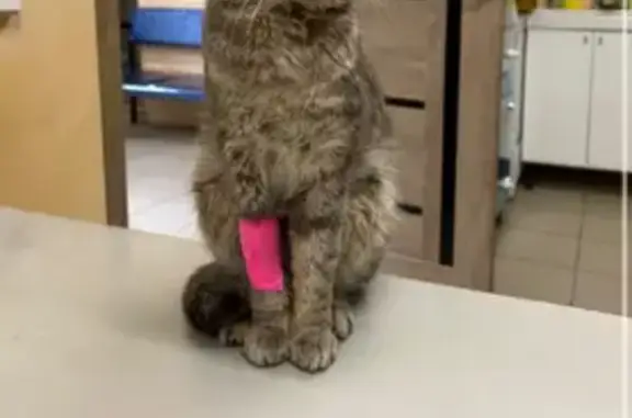 Пропала кошка, 2-я Комсомольская, 18, Тейково