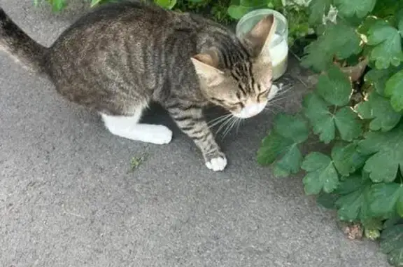 Найдена кошка, Кемерово, фото: Котёнок найден, Молодёжный пр., 9В, Кемерово