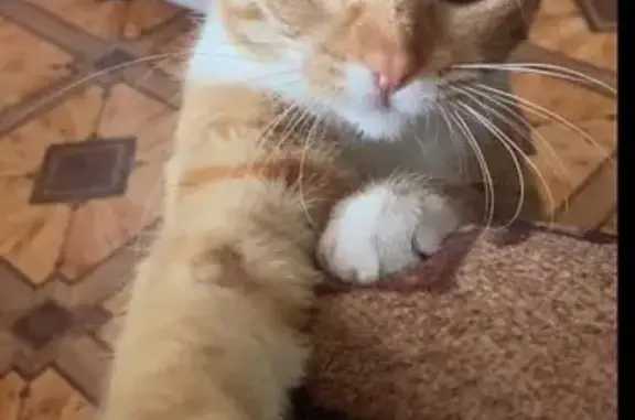 Найдена кошка, Москва, фото: Кошка найдена: Борисовские Пруды 18 к1