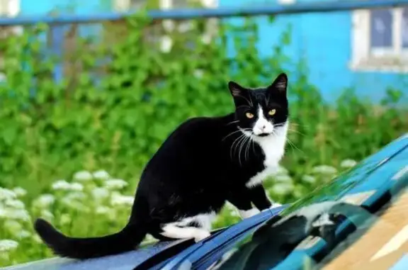 Пропал кот Феликс, Кострома, Партизанская 37
