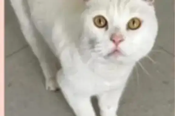 Найдена кошка, Ростов-на-Дону, фото: Кот найден: Большая Садовая, Ростов-на-Дону