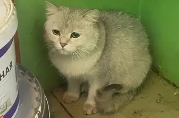 Найденные животные Тула, фото: Кошка найдена: Волнянского 1, Тула