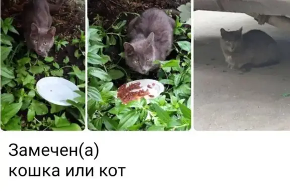 Поиск домашних животных, фото: Русская голубая найдена, Южнобутовская 19