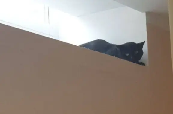 Найдена кошка, Полевая ул., Королёв