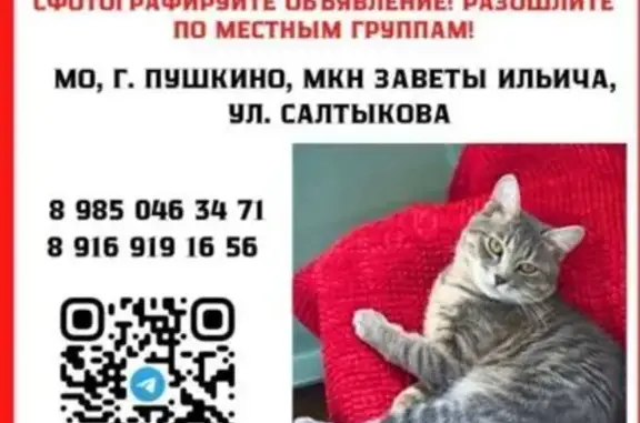Пропала кошка на ул. Салтыкова, Пушкино